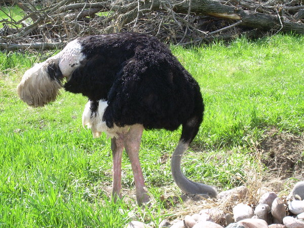 ostrich.png