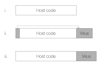 The appearance of the two different types of infected file. i. An uninfected host file. ii. An .even. file, infected with the loader code. iii. An .odd. file. Note that the entry point of the file has not been altered.