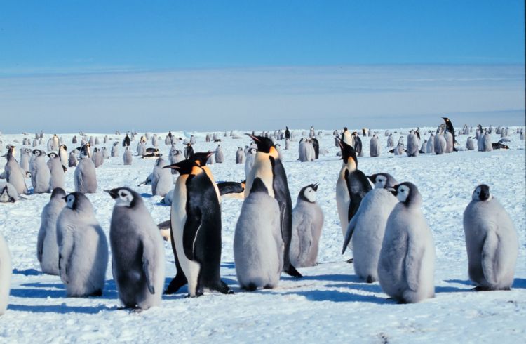 penguins_wikimedia_commons.jpg